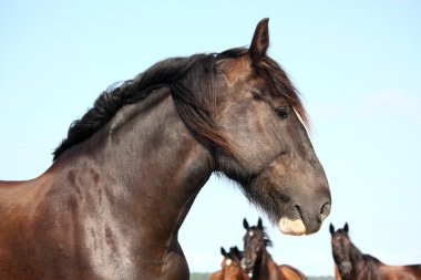 Gökyüzü arka plan üzerinde güzel shire atı portresi