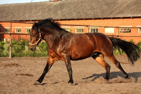 Juguetón caballo corriendo en el paddock — Foto de Stock