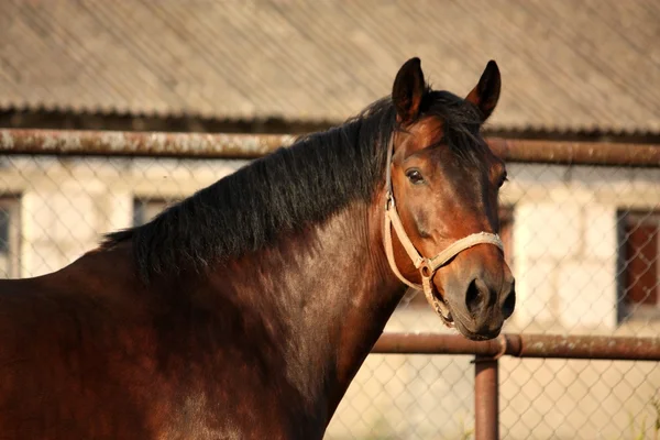 Porträtt av brun häst gnäggande — Stockfoto