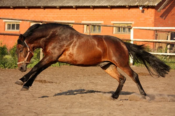 Juguetón caballo corriendo en el paddock — Foto de Stock