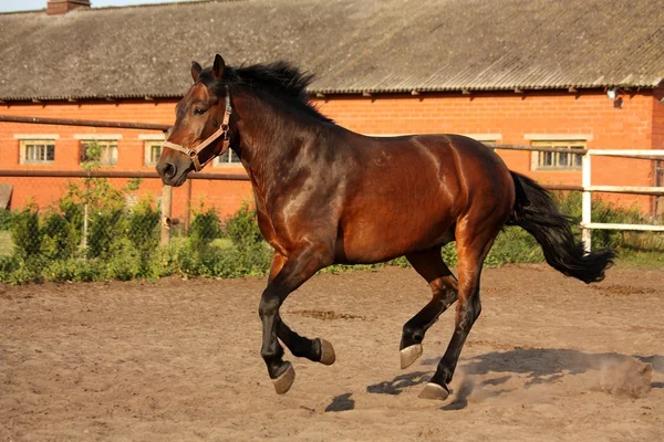 Juguetón caballo corriendo en el paddock — Foto de Stock