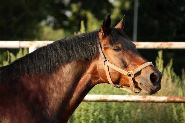 Porträtt av brun häst gnäggande — Stockfoto