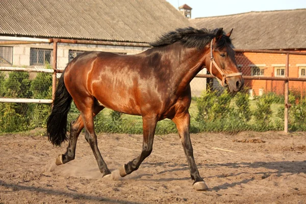 Giocoso cavallo da corsa nel paddock — Foto Stock