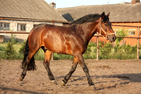 Playful running horse in the paddock — Stock Photo, Image