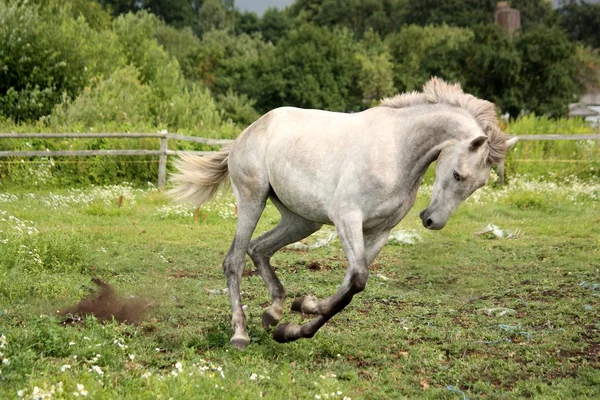 Cavalo andaluz cinza galopando no campo de flores — Fotografia de Stock