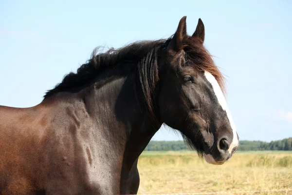 Portret pięknej shire Horse na tle nieba — Zdjęcie stockowe