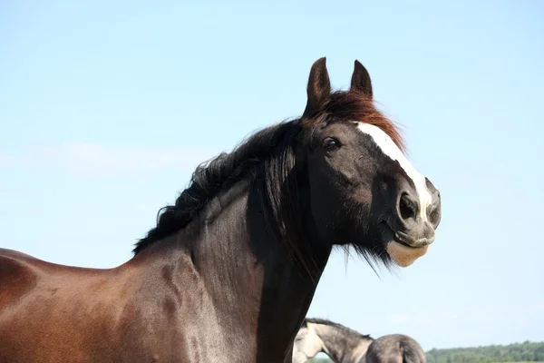 空を背景に美しいシャイア馬の肖像 — ストック写真