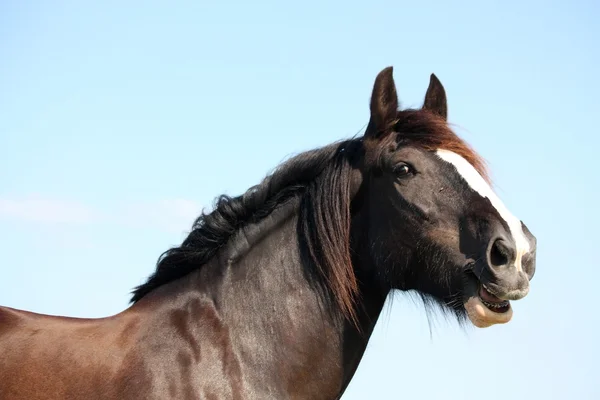 Portret pięknej shire Horse na tle nieba — Zdjęcie stockowe