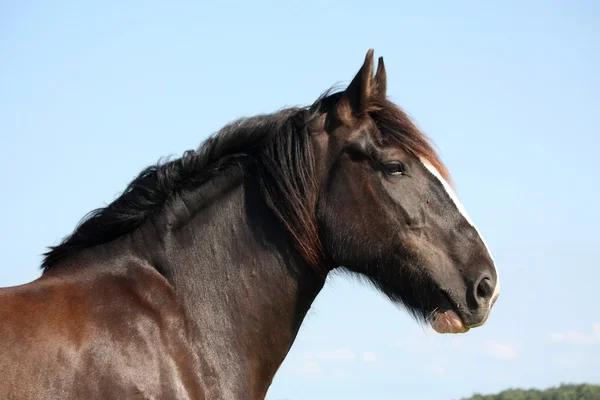 Portrait de beau cheval shire sur fond de ciel — Photo