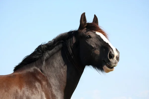 Retrato de belo cavalo de shire no fundo do céu — Fotografia de Stock