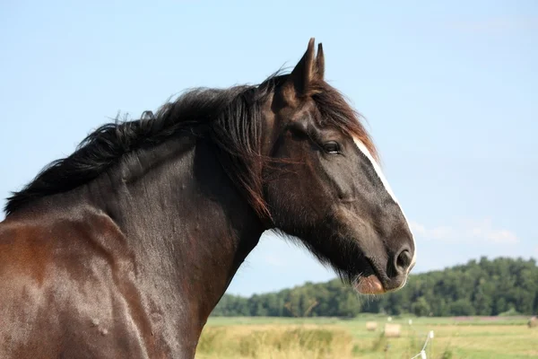 Portrait of beautiful shire horse on sky background — Stock Photo, Image