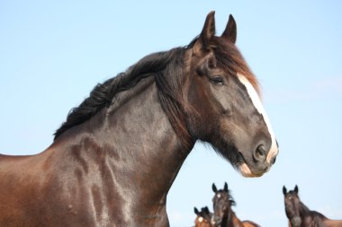 Gökyüzü arka plan üzerinde güzel shire atı portresi