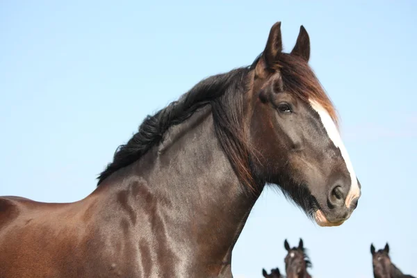 Portrait of beautiful shire horse on sky background — Stock Photo, Image