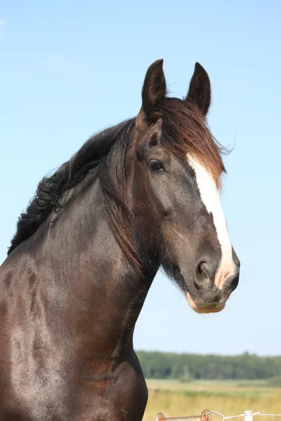 Portrait de beau cheval shire sur fond de ciel — Photo