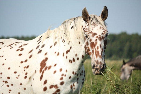Portrait of knabstrupper breed horse - white with brown spots