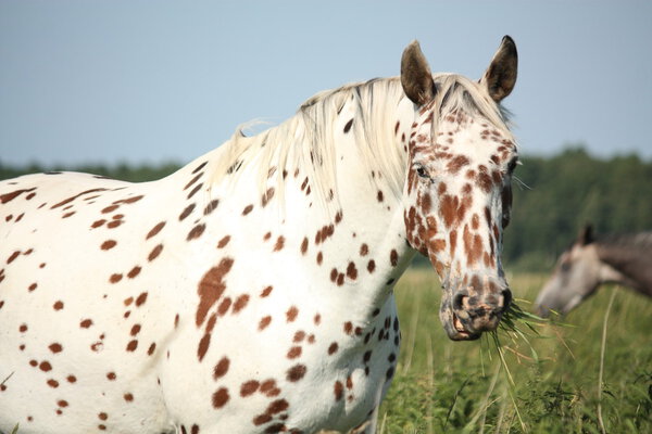 Portrait of knabstrupper breed horse - white with brown spots