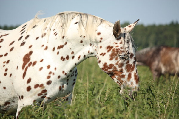 Portrait of knabstrupper breed horse - white with brown spots