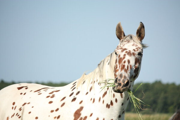Portrait of knabstrupper breed horse - white with brown spots