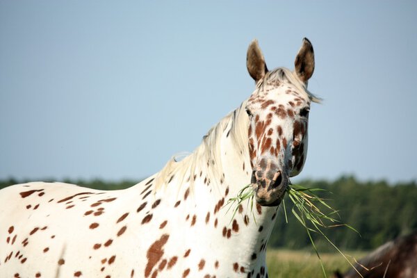 Portrait of knabstrupper breed horse - white with brown spots