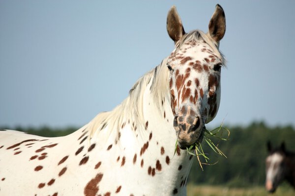 Portrait of knabstrupper breed horse - white with brown spots