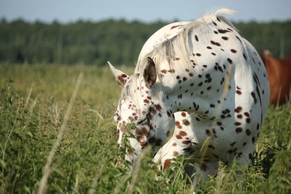 Portrait of knabstrupper breed horse - white with brown spots — Stock Photo, Image
