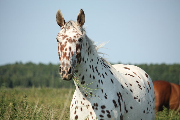 Portrait of knabstrupper breed horse - white with brown spots