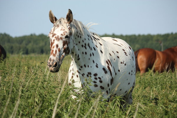 Portrait of knabstrupper breed horse - white with brown spots