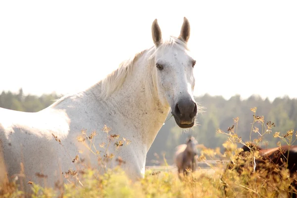 美丽的白马肖像 — 图库照片