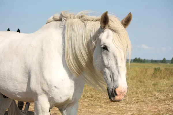 Belo retrato de cavalo branco de shire na área rural — Fotografia de Stock