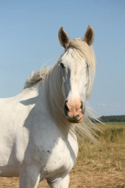 Beautiful white shire horse portrait in rural area — Stock Photo, Image