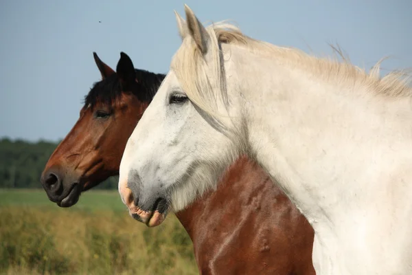 Mooie witte shire horse portret in landelijk gebied — Stockfoto