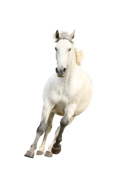 白匹漂亮的马飞奔上孤立的白 — 图库照片