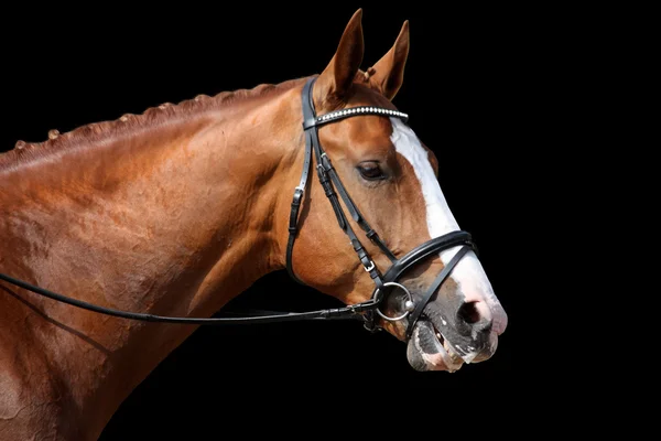 Kastanje sport paard portret geïsoleerd op zwart — Stockfoto