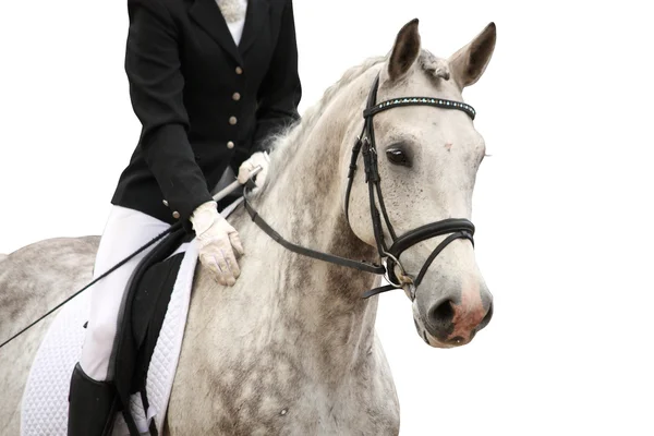 Gri spor at portre üzerinde beyaz izole