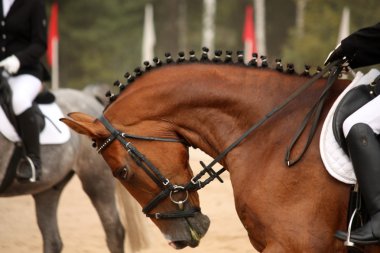 Kahverengi spor at portre terbiye testi sırasında