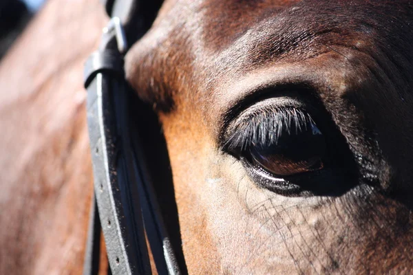 Zamknąć oko konia z uzda — Zdjęcie stockowe