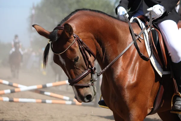 Портрет спортивного коричневого коня під час шоу — стокове фото