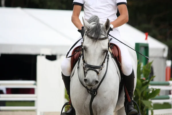 Ritratto di cavallo bianco durante la competizione — Foto Stock