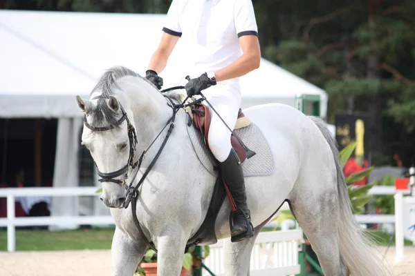 Retrato de caballo blanco durante la competición — Foto de Stock