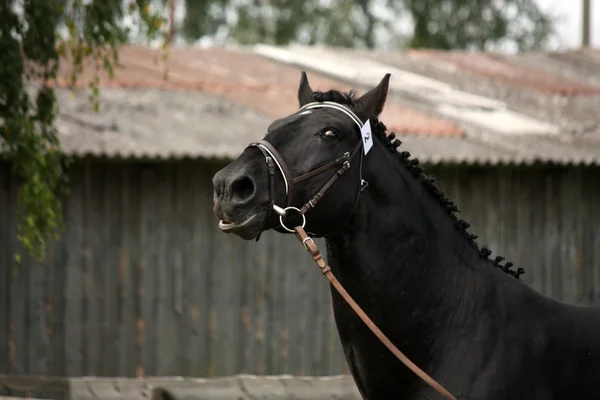 手綱を持つ黒のスポーツ馬の肖像画 — ストック写真