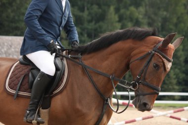 Spor kahverengi at ufak çivi içinde portresi