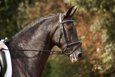 siyah spor at dikey, dizgin