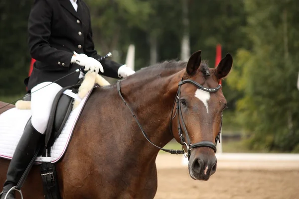 Ritratto di cavallo sportivo marrone durante il test di dressage — Foto Stock