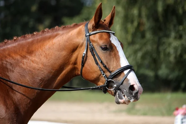 Ritratto di cavallo sportivo di castagne durante la competizione — Foto Stock