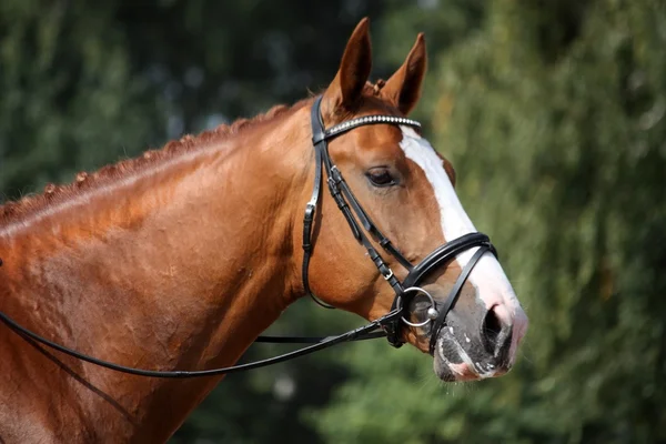 Retrato de caballo deportivo de castaño durante la competición —  Fotos de Stock