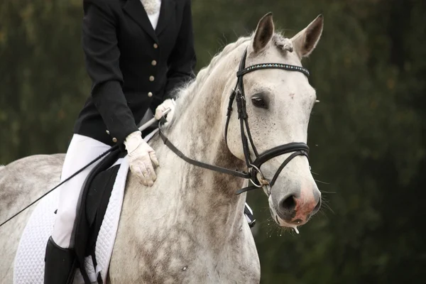 Gray sport horse portrait ar show arena — Stock Photo, Image