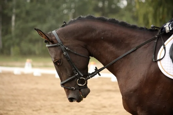 Porträt eines schwarzen Sportpferdes mit Zaumzeug — Stockfoto