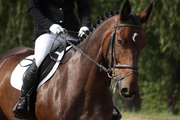 Braunes Sportpferd-Porträt bei Dressurprüfung — Stockfoto