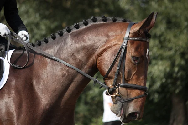 Hnědé sportovní koně portrét během drezurní zkoušky — Stock fotografie
