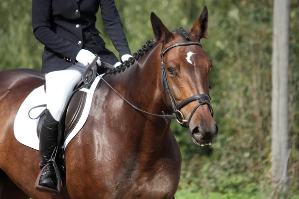 Braunes Sportpferd-Porträt bei Dressurprüfung — Stockfoto